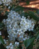 Crataegus persimilis Prunifolia