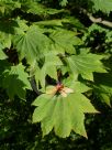 Acer japonicum Vitifolium