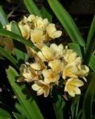 Clivia miniata citrina Hybrid Cultivars