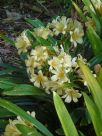 Clivia miniata citrina Hybrid Cultivars