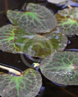 Nymphoides crenata Purple Mosaic