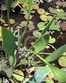 Sagittaria lancifolia ruminoides