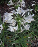 Agapanthus white-flowered, dwarf