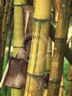 Bambusa vulgaris Vittata