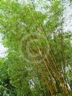 Bambusa vulgaris Vittata