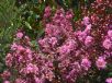 Lagerstroemia Sioux