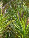 Cordyline stricta Congesta