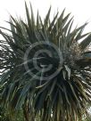 Cordyline australis Purpurea