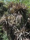 Cordyline australis Purpurea