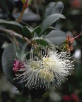 Syzygium australe Resilience