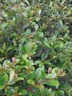 Syzygium australe Resilience