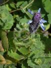 Plectranthus ornatus