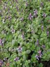 Plectranthus ornatus