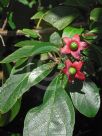 Clerodendrum floribundum attenuatum