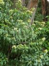 Clerodendrum floribundum attenuatum