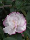 Camellia sasanqua Pure Silk