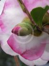 Camellia sasanqua Pure Silk