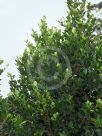 Ficus microcarpa hillii Flash