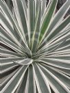 Agave angustifolia Marginata