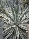 Agave angustifolia Marginata