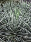 Agave angustifolia Marginata