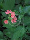 Crossandra nilotica