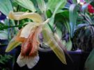 Coelogyne speciosa