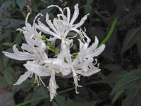 Nerine undulata (Flexuosa Group) Alba