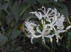 Nerine undulata (Flexuosa Group) Alba
