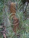 Banksia cunninghamii