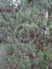 Banksia cunninghamii