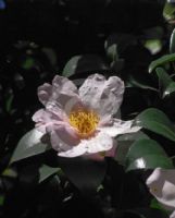 Camellia sasanqua Shell Pink