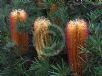Banksia spinulosa spinulosa Cherry Candles