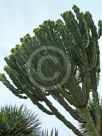 Euphorbia ingens