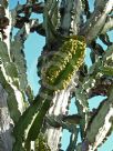 Euphorbia ingens