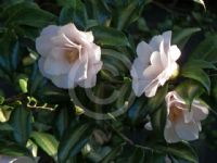 Camellia japonica Hagoromo