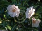 Camellia japonica Hagoromo