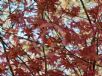 Acer palmatum Shindeshojo