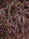 Acer palmatum (Dissectum Atropurpureum Group) Crimson Queen
