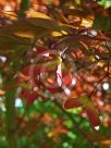 Acer palmatum Nuresagi