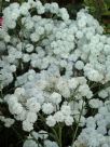 Achillea ptarmica (The Pearl Group) The Pearl