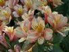 Alstroemeria Inca Ice