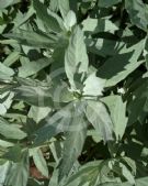 Artemisia ludoviciana candicans