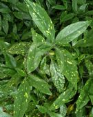 Aucuba japonica Crotonifolia