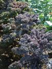 Brassica oleracea Acephala Group Redbor