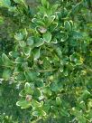 Buxus sempervirens Marginata