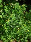 Chelidonium majus Flore Pleno