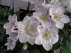 Clematis Chantilly