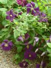 Clematis Etoile Violette