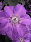 Clematis Shimmer